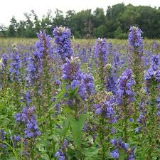 Image result for Lobelia rubescens
