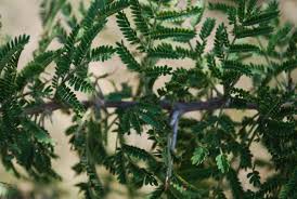 Image result for Acacia gerrardii