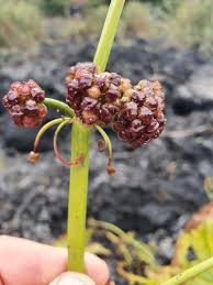 Image result for Limnophyton obtusifolium