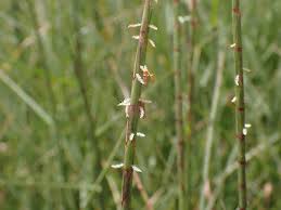 Image result for Hemarthria