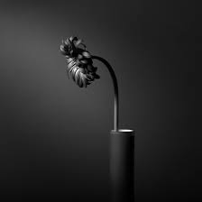 See more ideas about flowers photography, black and white photographs, black and white. Black And White Still Life Photography Bwvision Art And Craftsmanship In B W Photography