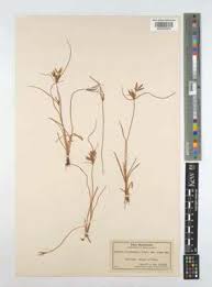 Image result for Pycreus macrostachyus