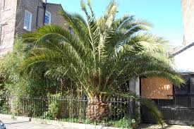 Image result for Phoenix canariensis