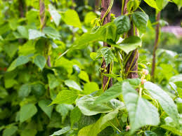How big pot do green beans need? Growing Pole Beans How To Plant Pole Beans