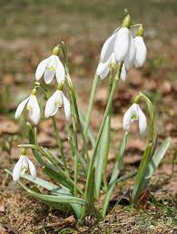 Galanthus Nivalis Common Snowdrop Snowdrop North Carolina Extension Gardener Plant Toolbox