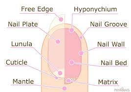 Nail Diagram Nail Tech School Nail Courses School Nails