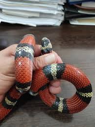 Image result for Atractus cerberus