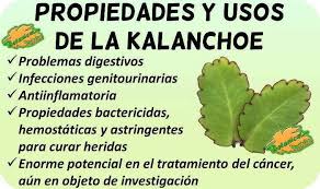Pin En Plantas