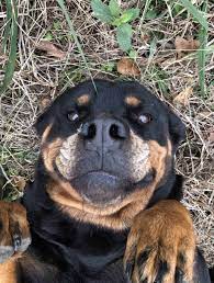 Why Do Some Rottweilers Have A White Spot On The Chest All Red Mahogany Rottweiler Pictures Mississippi Rottweilers