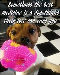 Nowthisilike Hashtag Photo Pic Cats Dogs Matter Advocates Animalrights Animals Animalwelfare Online Www Http Dog Quotes Dog Quotes Love Free Dogs