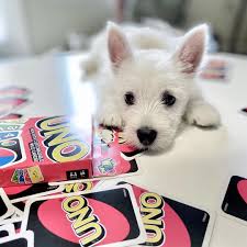 Uno Playing Uno Westie Puppies For Sale Westie Puppies Cute Animals