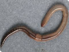 Identification of Tasmanian Earthworms