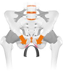In other words, having a thick skull isn't necessarily a bad thing. Pelvis Sit Bone Pain While Cycling Saddle Ergonomics Expert Sqlab