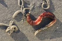 Image result for Aneilema arenicola