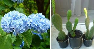 bu bitkileri sakin evinize sokmayin bilgecafe bi tki dogal dogal cilt bakimi