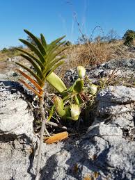 Image result for Tridactyle bicaudata