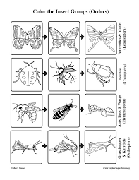 By best coloring pagesseptember 5th 2018. Insect Groups Orders Coloring Page