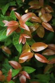 Taking cuttings from a red robin hedge. Photinia Plant Cuttings Can I Propagate Photinia Cuttings