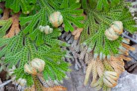 Image result for Selaginella eublepharis