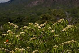 Image result for Psydrax livida