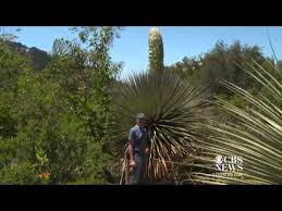Maybe you would like to learn more about one of these? Rare 100 Year Flower Blooms In California Youtube