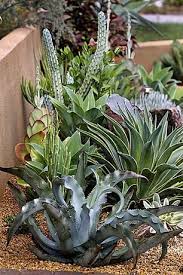Wustengarten Bio Garten Planting Succulents Succulents Garden Succulent Landscape Design
