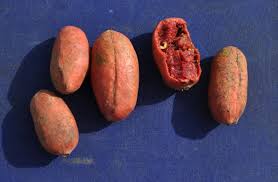 Image result for Hexalobus monopetalus