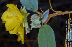 Image result for Melhania forbesii