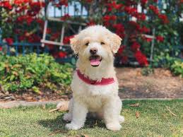 Maltipoo Boyutlari Ve Fiyati