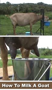 How To Milk A Goat Raising Farm Animals Goats Goat Farming