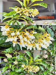 Image result for hoya multiflora