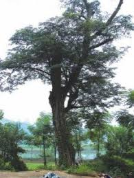 Biblical Plants And Trees 2 Almug Tree Yvonne Ostman Ancient Tree Tree Trees To Plant