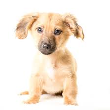 Safely experience all that the metro area has to offer while staying in st. Chiweenie Dog For Adoption In St Louis Park Mn Adn 738168 On Puppyfinder Com Gender Male Age Baby Chiweenie Dogs Chiweenie Dog Adoption