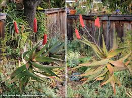 Image result for Aloe excelsa