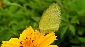 The best gifs are on giphy. Butterfly Flower Wallpaper Bunga Dan Kupu Kupu 960x540 Wallpaper Teahub Io