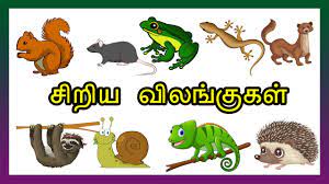 À® À®± À®¯ À®µ À®²à® À® À®à®³ Small Animals Name Tamil Kidstv Sirukathaigal Youtube