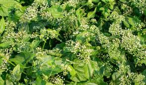 Image result for Mikaniopsis