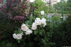 Nasa witnesses dramatic polar ice collapse on mars. Pin On Roses Rugosa