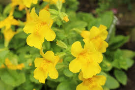 101 Perennials That Do Well In Shade A To Z Dog Friendly Garden Flowers Perennials