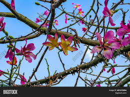 Your branch thorn tree stock images are ready. Floral Natural Texture Image Photo Free Trial Bigstock