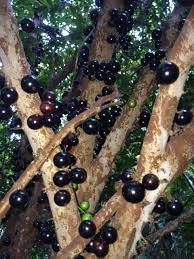 White caimito / star apple fruit tree introduced from the dominican republic to florida. Our Kids Tropical Nursery Home Facebook