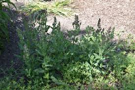 Image result for Suaeda plumosa