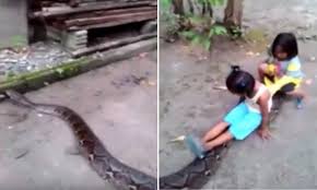 It was over 50 feet long and looked like it had eaten something very large the snake was cut open and there were human remains inside but it wasn't digman it was a security guard from a nearby palm oil plantation if you want to read the rest of this amazing story, stop by my blog at www.billschannel.com. Video Of Girls Riding On Python Triggers Online Debate Asia Times