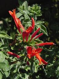 Image result for Dicliptera quintasii