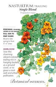 Image result for Nasturtium
