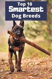 Top 10 Smartest Dog Breeds Dogspaceblog In 2020 Dog Breeds Smart Dog Smartest Dogs
