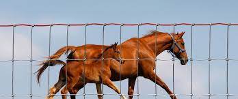 Customs services and international tracking provided. Red Brand Non Climb Rigid Stay Horse Fence Equestrian Fencing From Moncaster Wire Products Wholesale Suppliers Of Wire Fencing And Mesh