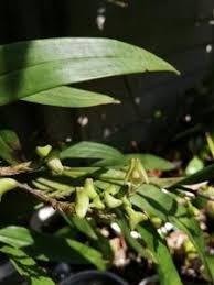 Image result for Polystachya aconitiflora