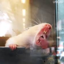 Search, discover and share your favorite funniest gifs. Animals Doing Funny Things Gif Fish Out Of Water
