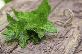 Mint, surprisingly, is not all the same. Mint Growing Tips Farmers Almanac